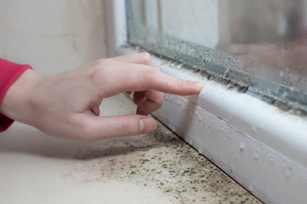 Best Attic Mold Removal  in Golden Grove, SC