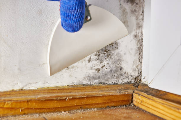 Best Emergency Mold Remediation  in Golden Grove, SC